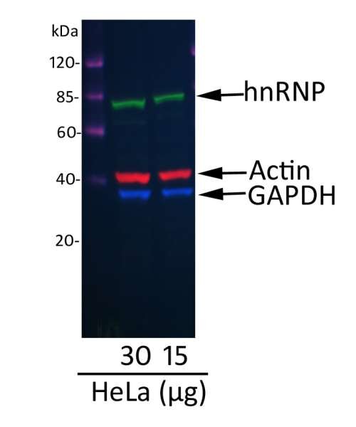 Fluorescent western blot of HeLa 30 and 15 µg lysate showing green hnRNP at 85kDa, red Actin and blue GAPDH at 40kDa