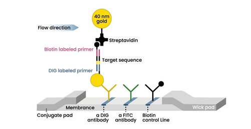 Schematic representation of the Nucleic Acid Lateral Flow Kit workflow, highlighting sample amplification, target binding, and result visualization.