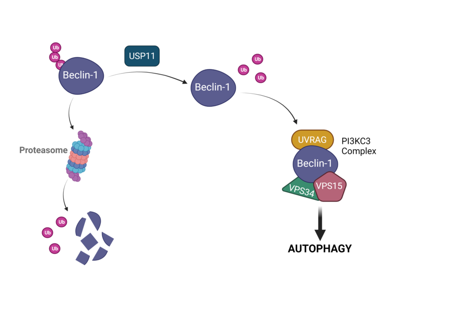 A diagram showing that de-ubiquitination of Beclin-1 by USP11 promoted autophagy through Beclin-1 stabilization and PI3KC3 complex formation.