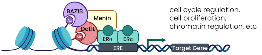 A complex containing Dot1L, menin and BAZ1B drives cell cycle regulation, cell proliferation, and chromatin regulation.