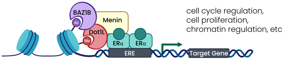 A complex containing Dot1L, menin and BAZ1B drives cell cycle regulation, cell proliferation, and chromatin regulation.
