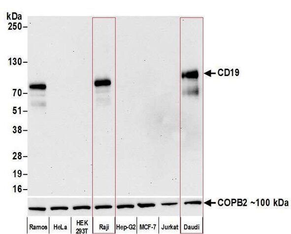 CD19 protein expression detected by Western blot across multiple human cell lines with COPB2 control.