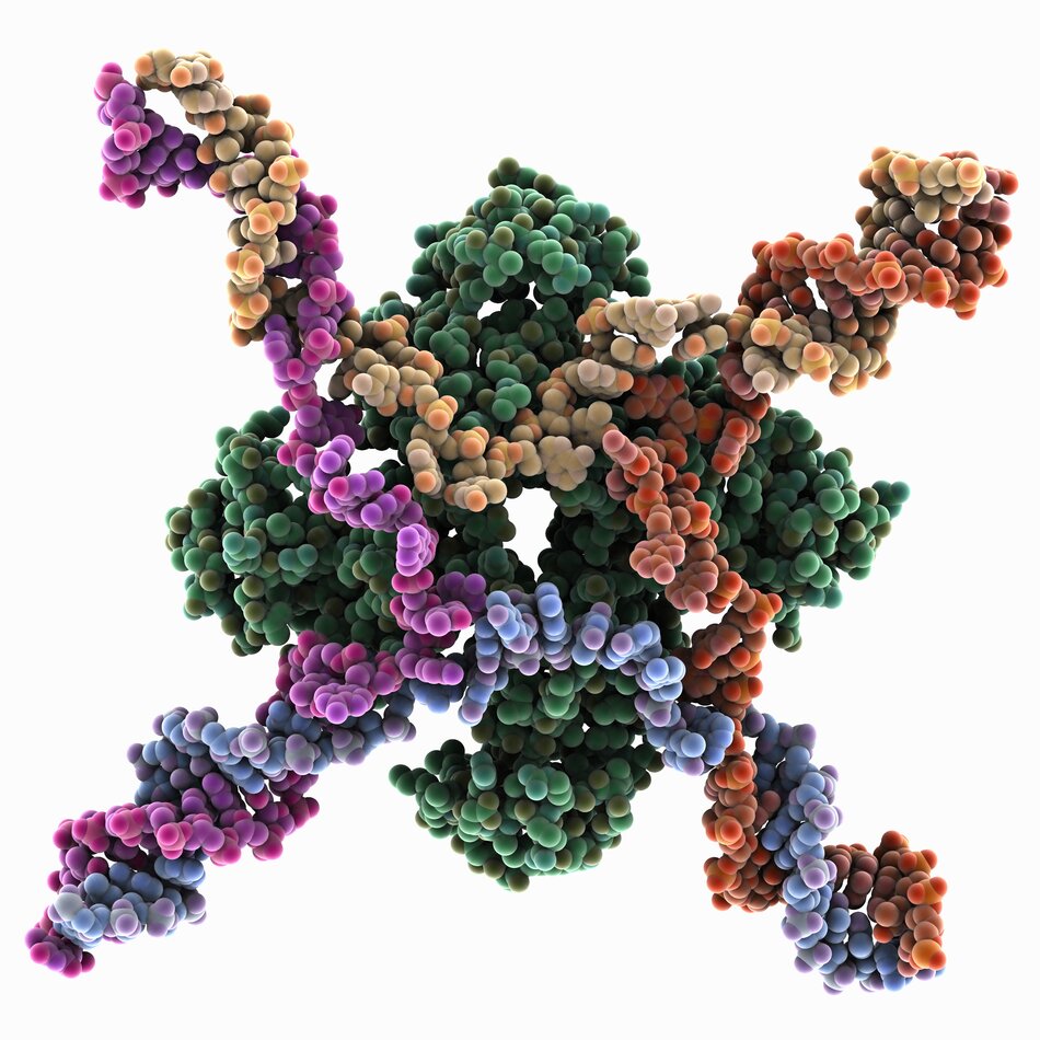 Molecular structure of a Holliday Junction.