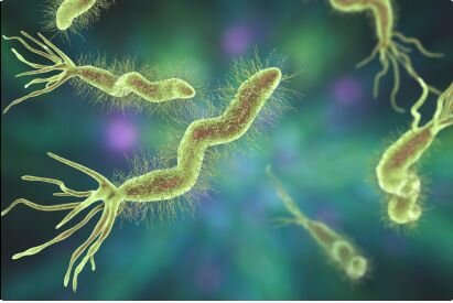 3D render of the Helicobacter pylori spiral-shaped, gram‑negative bacterium