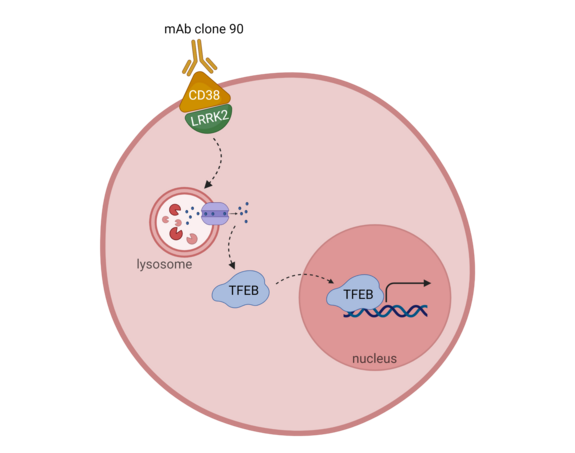 Diagram showing mAb clone 90 targeting CD38 and LRRK2, activating TFEB signaling from lysosome to nucleus