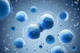 3D rendering of blue immune cells dividing, representing cellular targets in immunology and VHH discovery workflows.