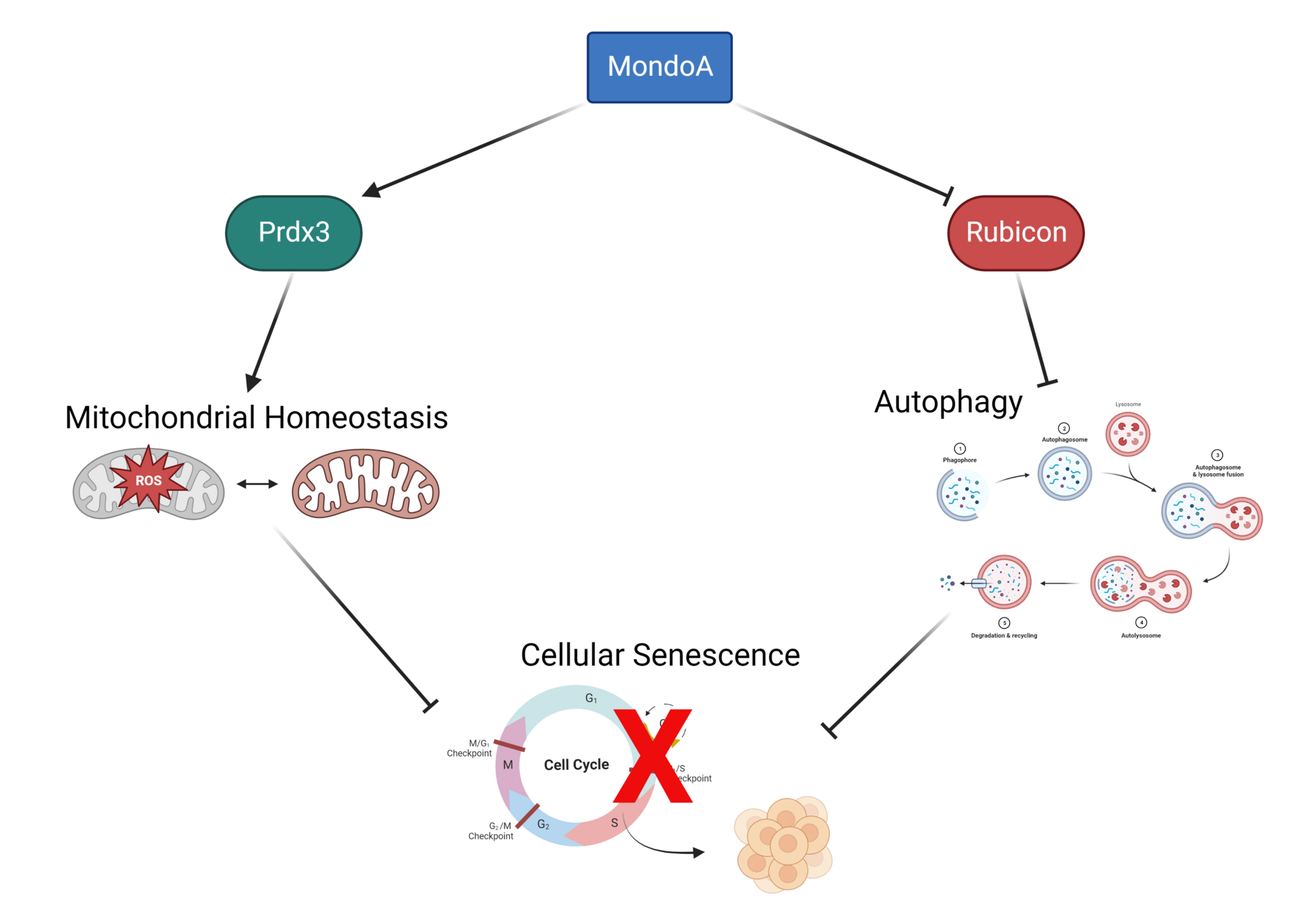 MondoA interaction with Prdx3 affects cellular senescence through mitochondrial function and regulates Rubicon to impact autophagy.