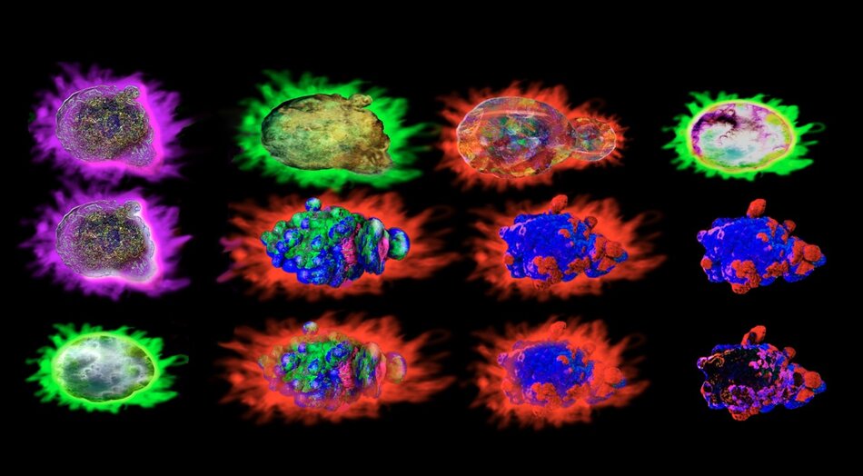 Cells labeled for flow cytometry.