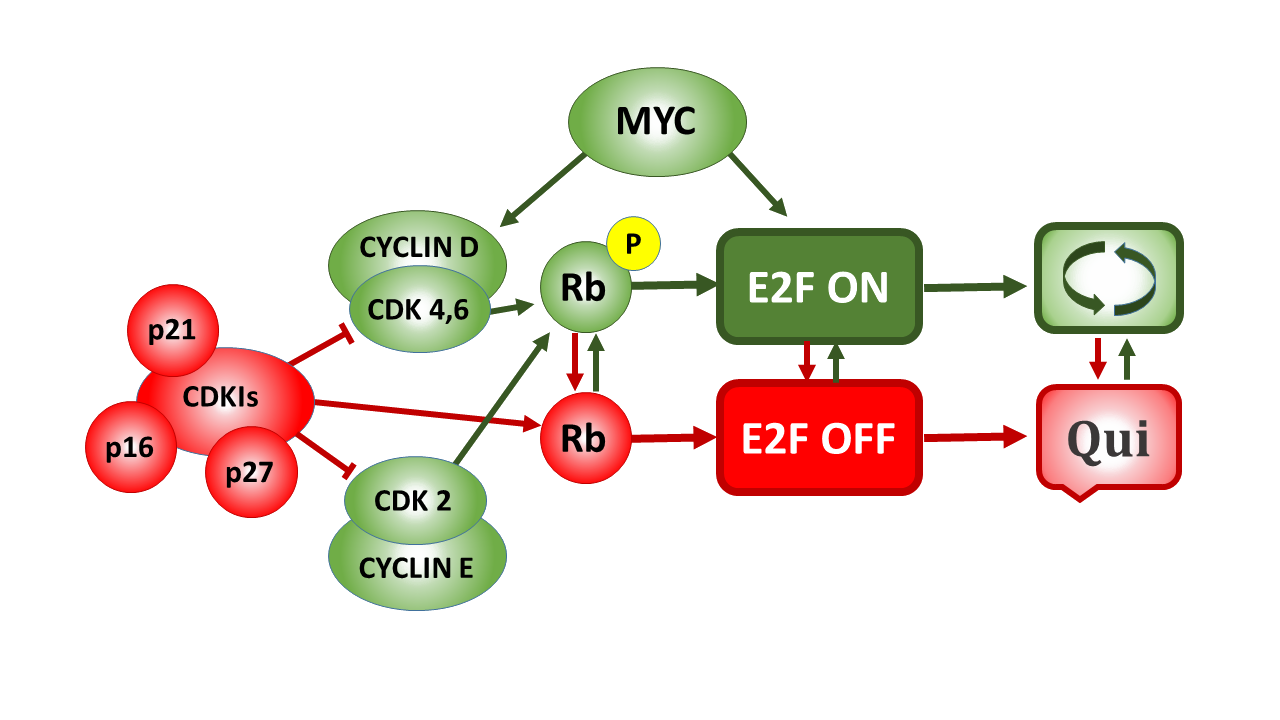 The Rb-E2F bistable switch and the E2F activation threshold control the transition between quiescence, cell cycle entry, and proliferation. Elements of the system depicted in Green lower the E2F threshold and promote entry into the cell cycle. Elements shown in Red raise the E2F threshold and promote entry into a state of quiescence (G0).