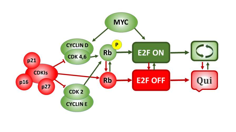 The Rb-E2F bistable switch and the E2F activation threshold control the transition between quiescence, cell cycle entry, and proliferation. Elements of the system depicted in Green lower the E2F threshold and promote entry into the cell cycle. Elements shown in Red raise the E2F threshold and promote entry into a state of quiescence (G0).