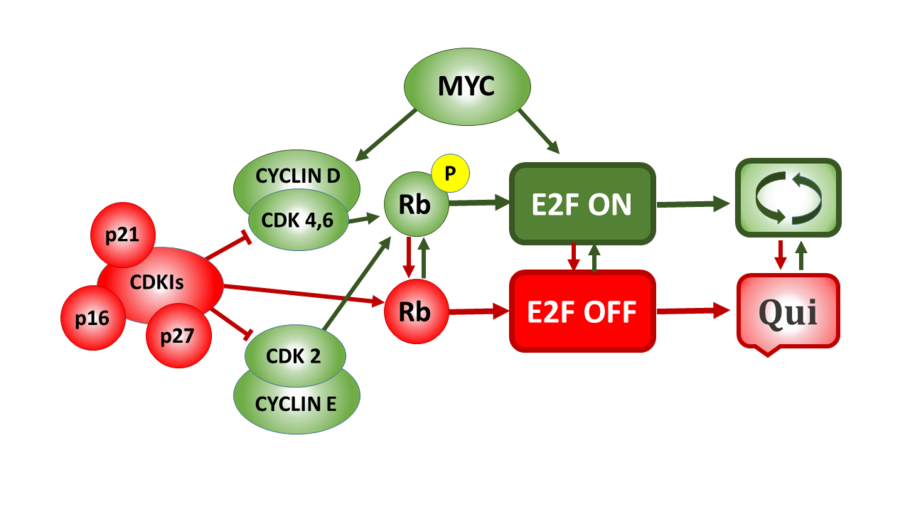 The Rb-E2F bistable switch and the E2F activation threshold control the transition between quiescence, cell cycle entry, and proliferation. Elements of the system depicted in Green lower the E2F threshold and promote entry into the cell cycle. Elements shown in Red raise the E2F threshold and promote entry into a state of quiescence (G0).