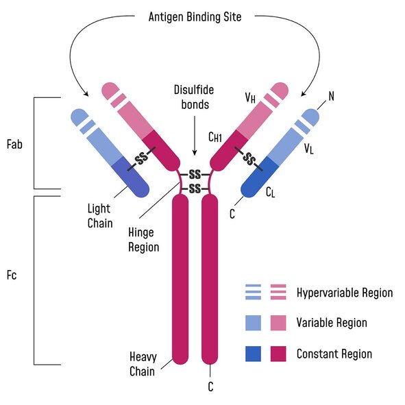 Antibody structure diagram showing heavy and light chains, Fab and Fc regions, antigen-binding sites, and disulfide bonds.