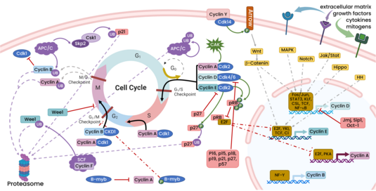 Cell cycle regulation diagram showing cyclins, CDKs, checkpoints, signaling pathways, and proteasome interactions.