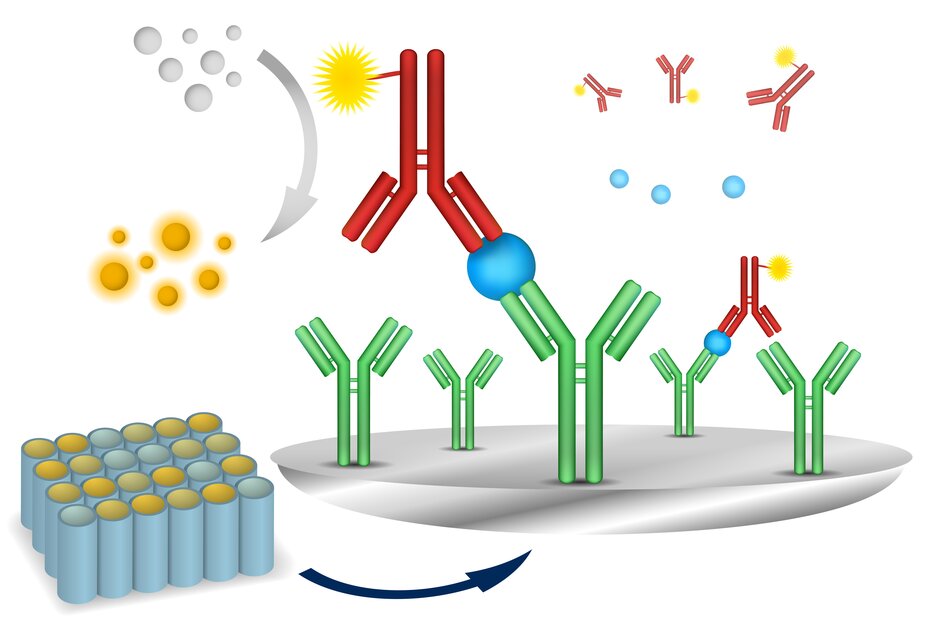 Illustration of an ELISA assay showing antigen capture by green antibodies and detection by red enzyme-linked antibodies.