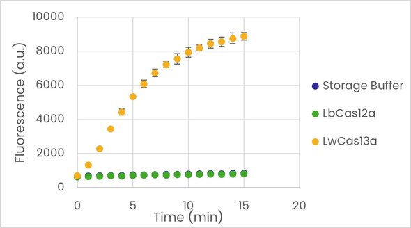 On the left, line graph showing the fluorescence over time, indicating RNA degradation. The data represents Fortis Cas13a enzyme activity, with clear differences observed compared to the storage buffer.