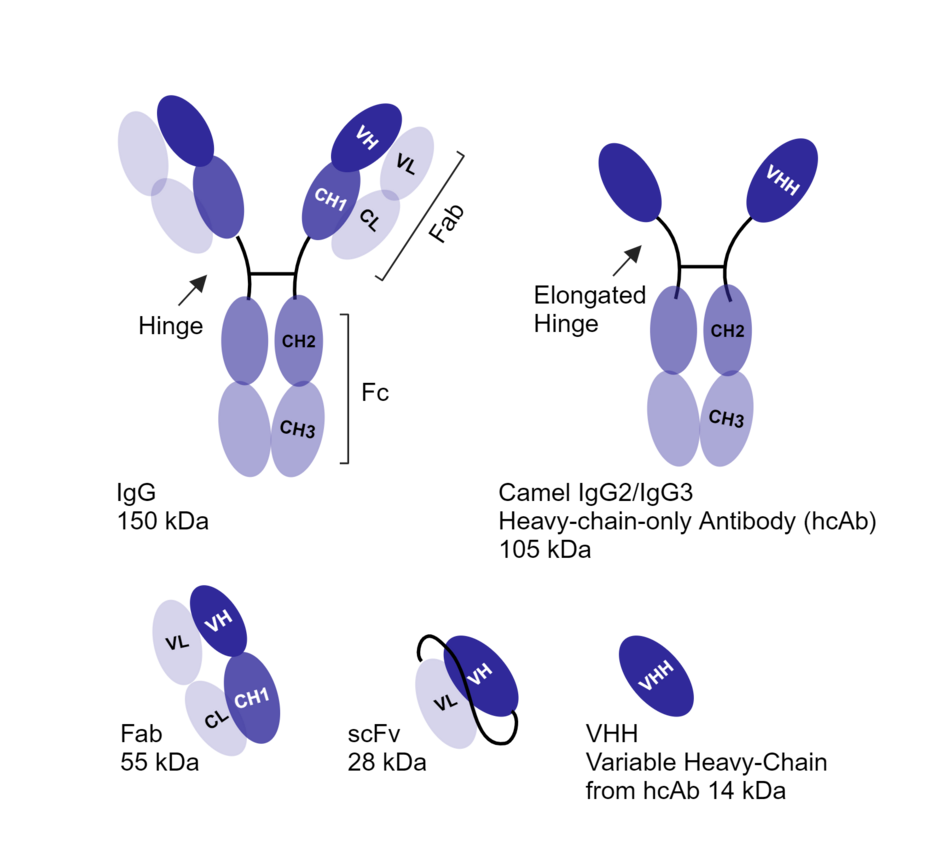 Five antibody formats — IgG, camel hcAb, Fab, scFv, and VHH — with domain labels and molecular weights from 150 to 14 kDa.