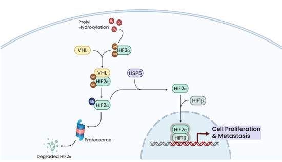 Diagram of the HIF2-alpha pathway, which either leads to proteosomal degradation of HIF2-alpha or stabilization by USP5 to drive cell proliferation.