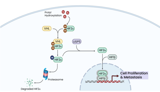Diagram of the HIF2-alpha pathway, which either leads to proteosomal degradation of HIF2-alpha or stabilization by USP5 to drive cell proliferation.
