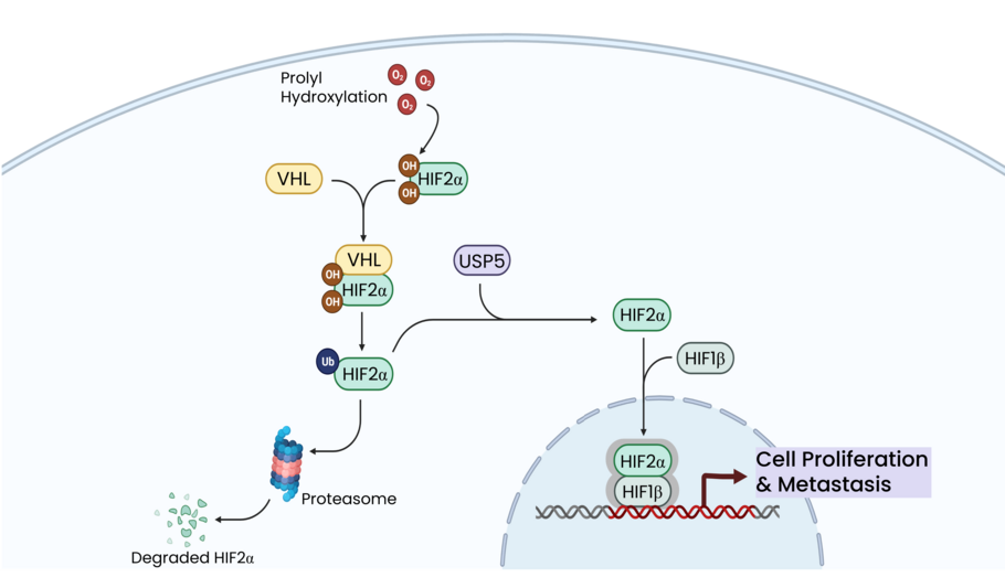 Diagram of the HIF2-alpha pathway, which either leads to proteosomal degradation of HIF2-alpha or stabilization by USP5 to drive cell proliferation.