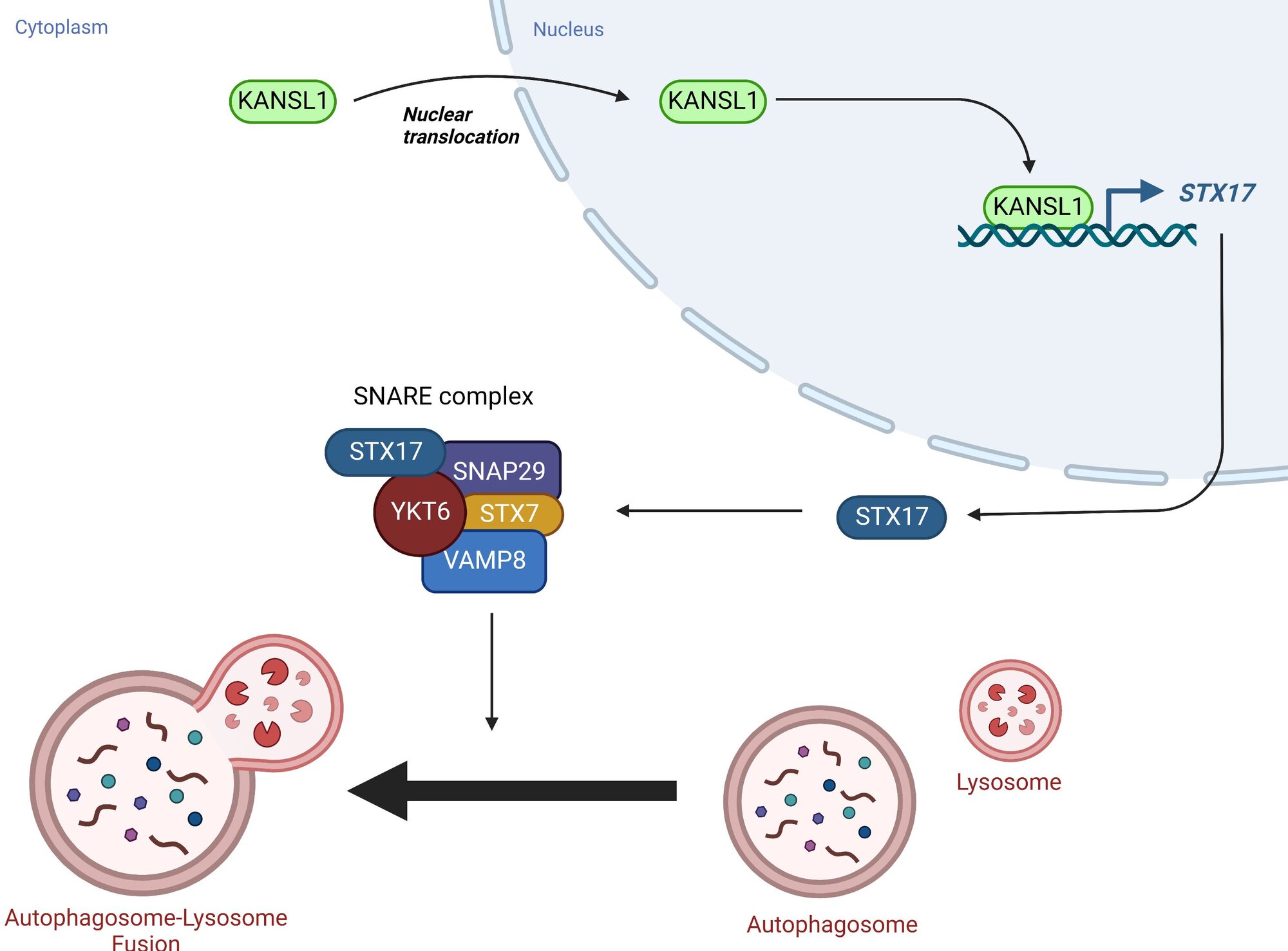 KANSL1 translocates to the nucleus, where it drives expression of STX17. STX17 then forms the SNARE complex, which drives autophagosome-lysosome fusion. 