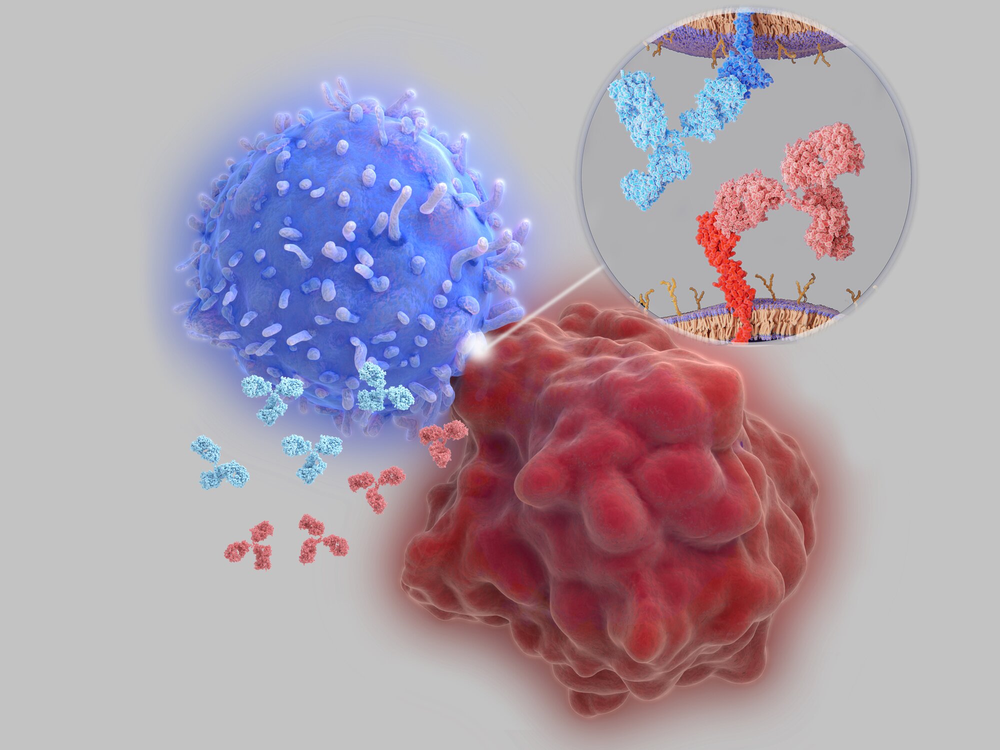 A T cell and tumor cell with receptors being inhibited by antibodies.