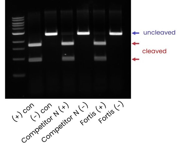 Image of a gel electrophoresis displaying the results of a double-stranded DNA cleavage assay by Fortis Cas9. The gel shows distinct bands for cleaved and uncleaved DNA, highlighting the enzyme's efficiency compared to a competitor.