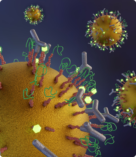 3D illustration of antibody-like molecules binding to spiky virus-like particles.
