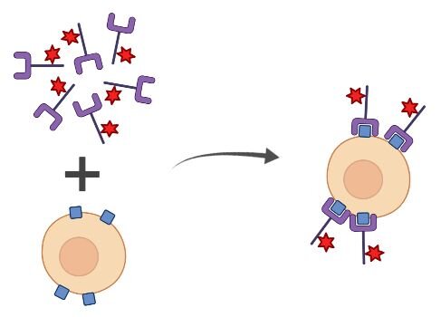 Illustration of antigen binding to cell-surface receptors, forming antigen-receptor complexes with red markers.