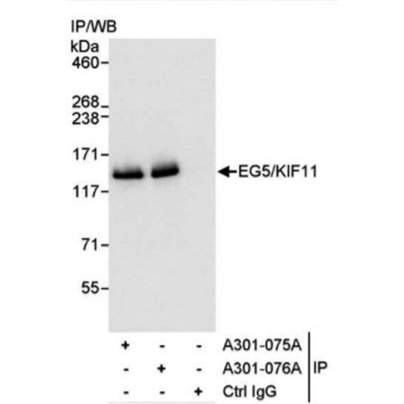 Immunoprecipitation western blot detecting EG5/KIF11 protein band around 120-130 kDa using A301-075A and A301-076A antibodies