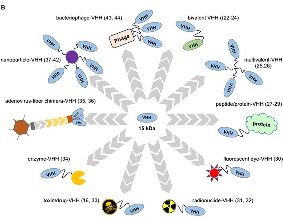 Ten VHH conjugate types radiating from a 15 kDa VHH center: nanoparticle, phage, enzyme, radionuclide, fluorescent dye, and more.