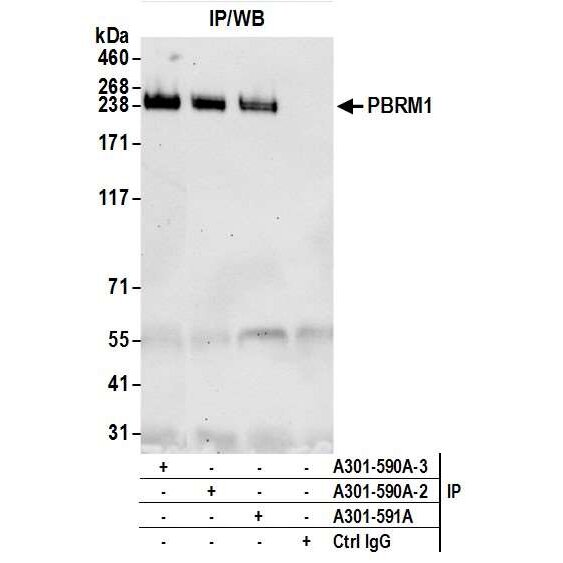 IP/WB blot detecting PBRM1 at 238 kDa across four lanes using antibodies A301-590A-3, A301-590A-2, A301-591A, and control IgG.