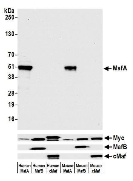 Western blot confirms MafA antibody binds MafA only, not MafB or cMaf proteins
