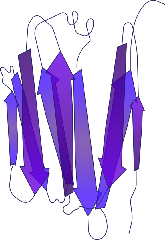 3D ribbon diagram of a protein structure showing blue and purple beta strands arranged in two antiparallel sheet groups with loop regions