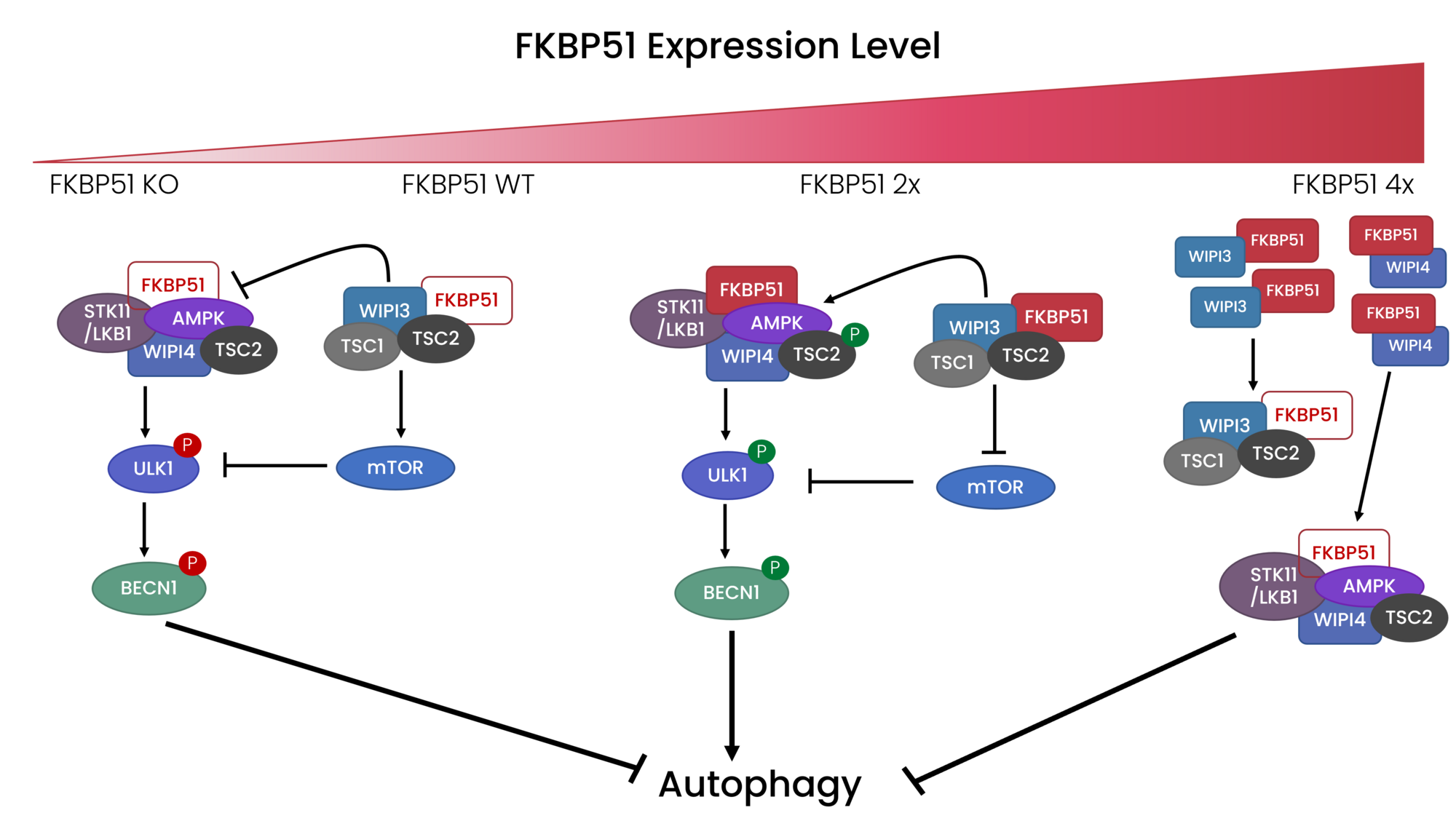 FKBP51 levels either drive or inhibit autophagy pathways depending on the expression level.