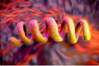 3D render of Treponema Pallidum (Syphilis) spirochete bacterium