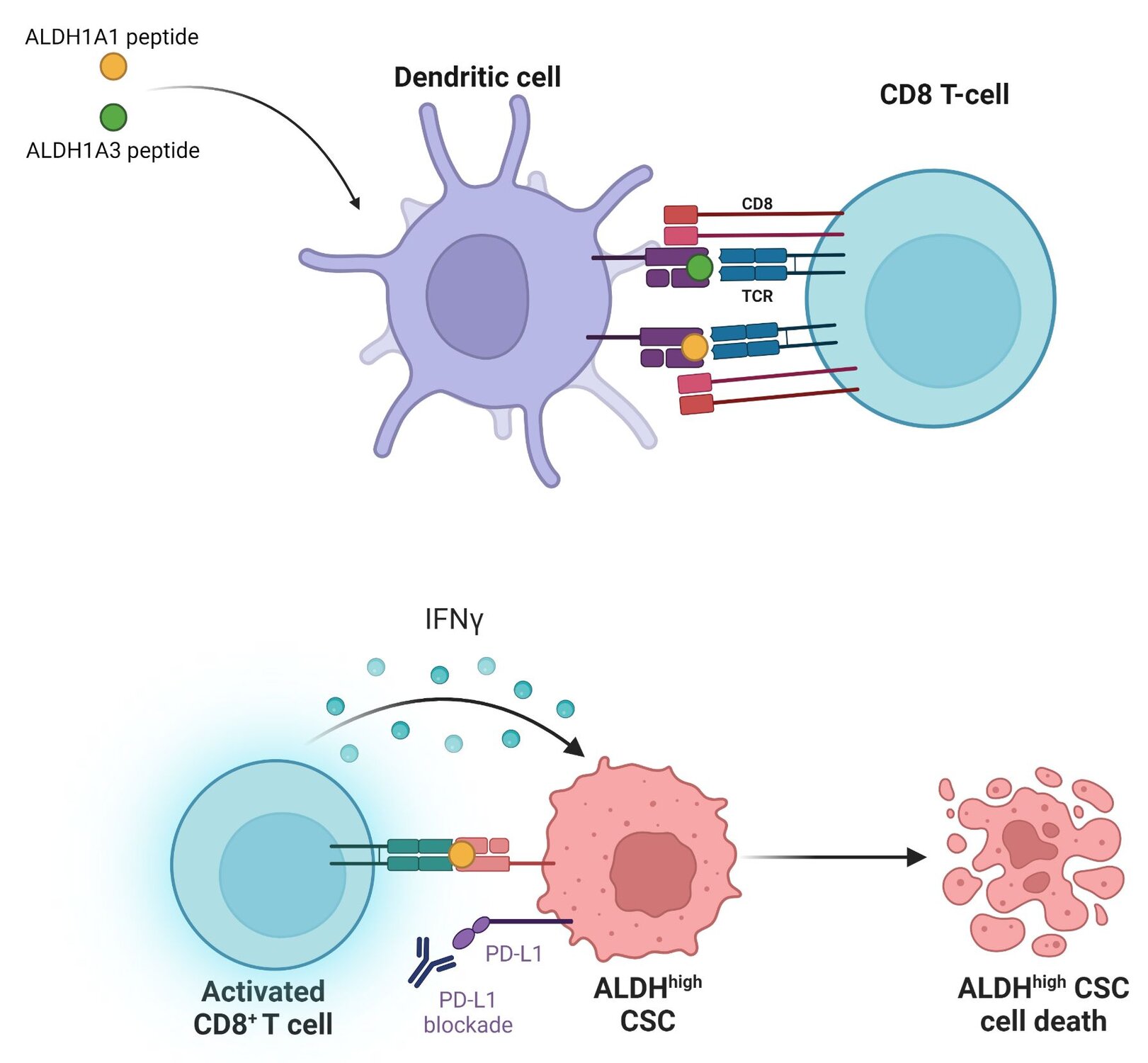 ALDH1A1 and ALDH1A3 peptides were used to stimulate dendritic cells to create a dendritic cell vaccine. This dendritic cell vaccine activated CD8+ T-cells. The activated CD8 T-cells in combination with PD-L1 blockade therapy caused cell death in ALDHhigh cancer stem cells.