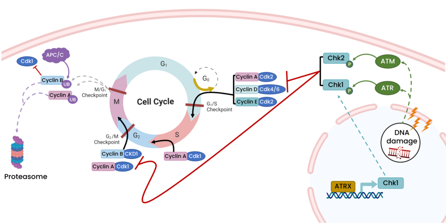 Diagram of the cell cycle showing the impact of DNA damage on proteins that regulate cell cycle progression.