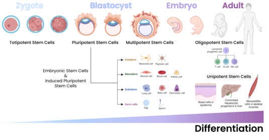Stem cell differentiation from zygote to adult showing totipotent, pluripotent, multipotent, oligopotent, and unipotent stages.