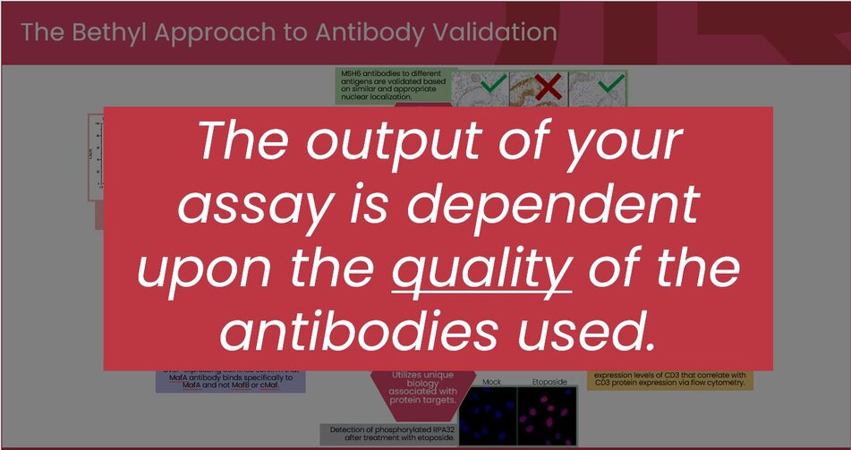 Bethyl Approach to Antibody Validation webinar slide: The output of your assay is dependent upon the quality of the antibodies used.