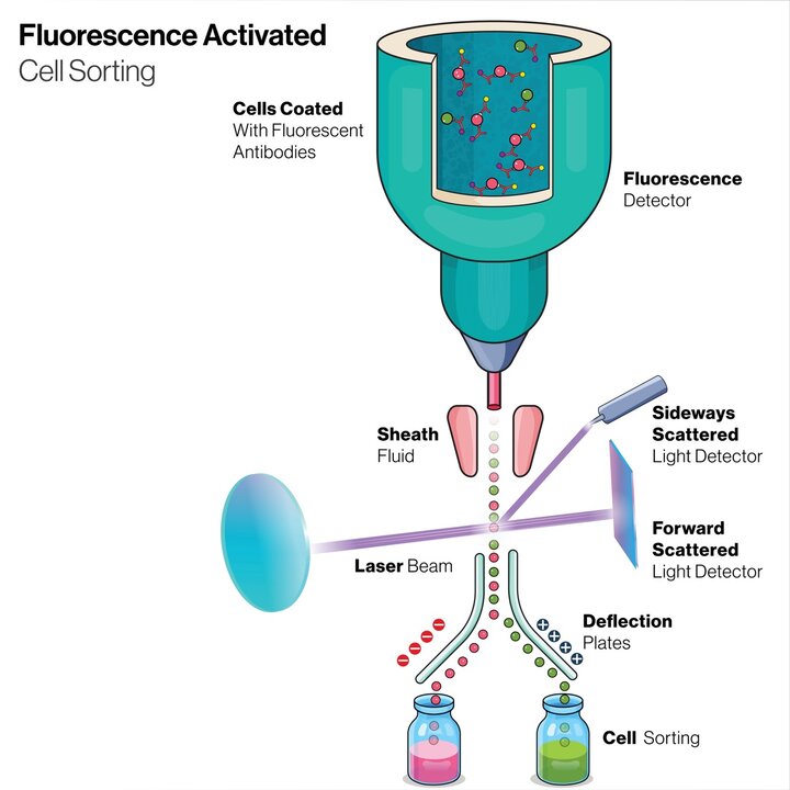 Fluorescence activated cell sorting diagram showing cells flowing through a detector and laser, and deflecting into multiple vials.