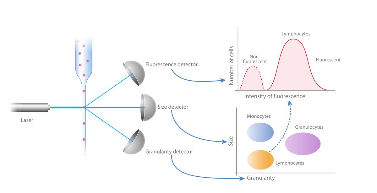 Diagram of flow cytometry properties, displaying the laser, fluorescence detector, size detector, and granularity detector within the cytometer, and how each of these detectors displays in a flow plot.