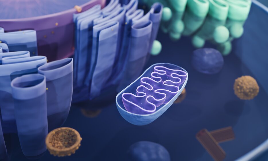 3D scientific illustration of cell interior showing mitochondria and various organelles