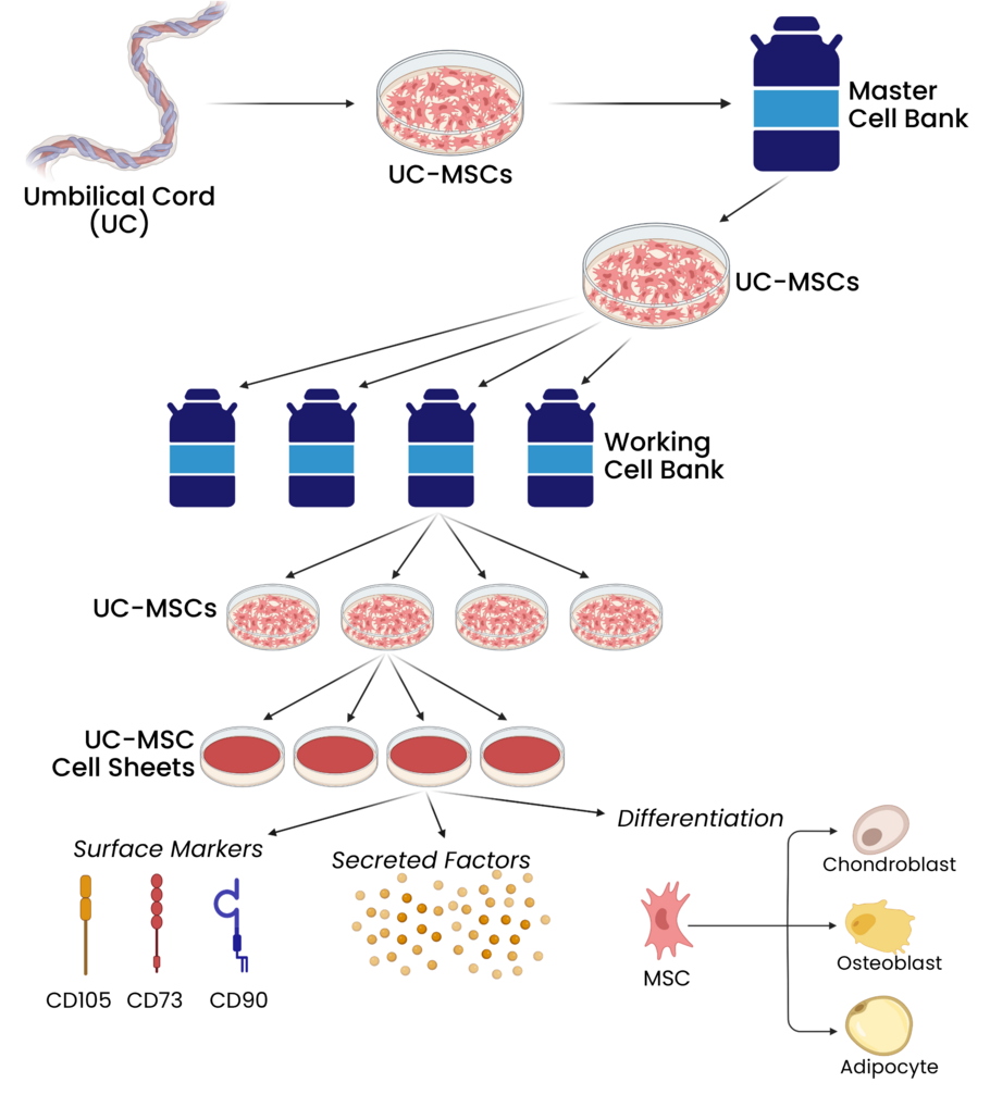 Diagram of the process for generating human umbilical cord derived mesenchymal stem cell sheets for clinical applications.