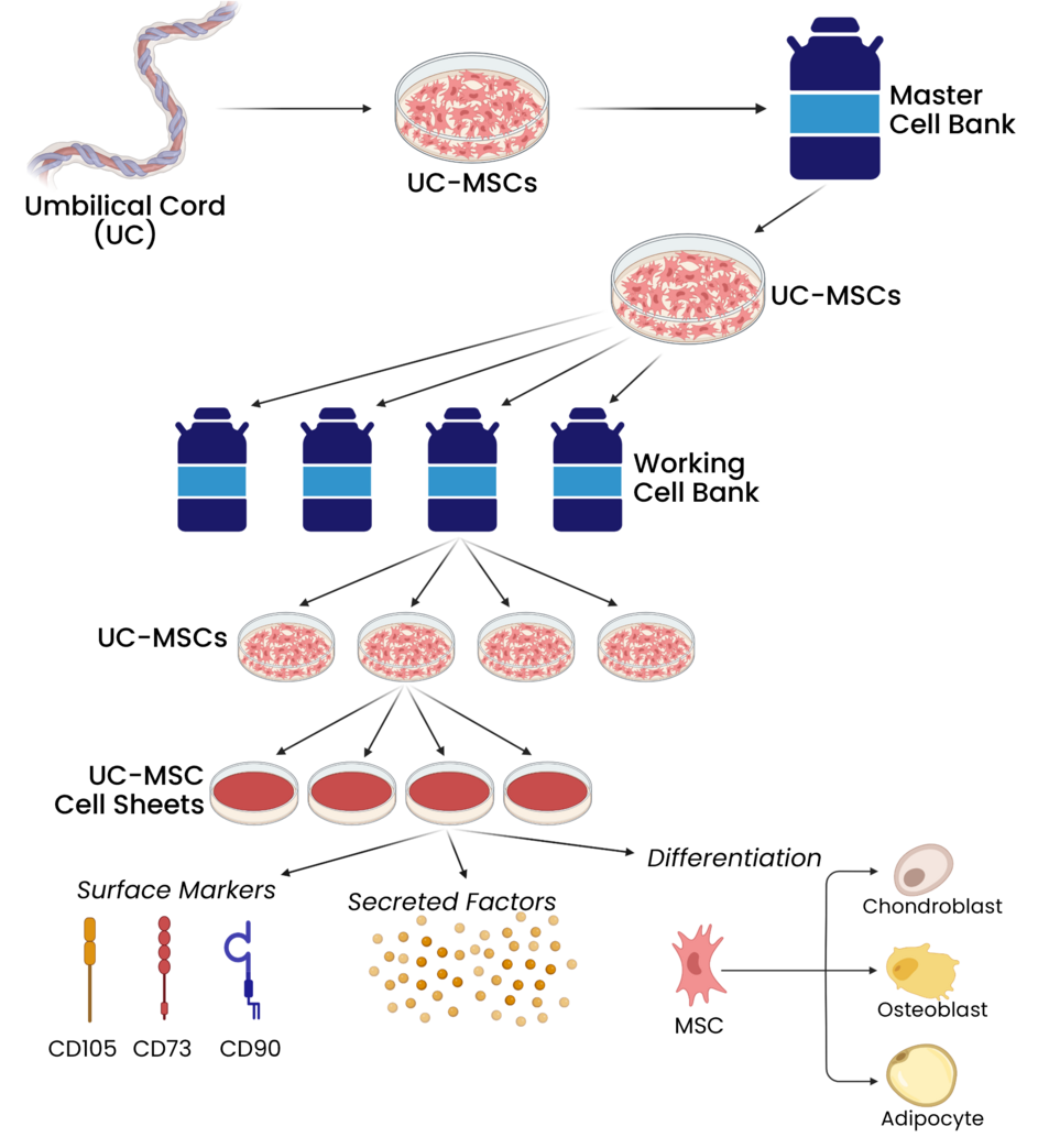 Diagram of the process for generating human umbilical cord derived mesenchymal stem cell sheets for clinical applications.