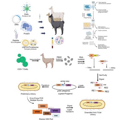 Schematic workflow of immune-derived VHH library generation, including CD3+ T-cell immunization, PBMC isolation, RNA extraction, RT-PCR, error-prone PCR diversification, and phage display construction for anti-T-cell antibody discovery.