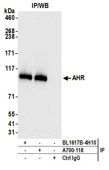 Immunoprecipitation Western blot showing AHR protein detected with two antibodies, BL1617B-4H10 and A700-118