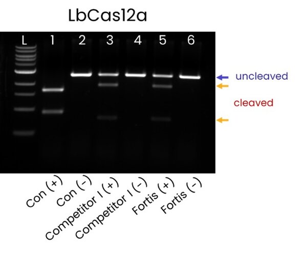 Image of a gel electrophoresis showing the results of a double-stranded DNA cleavage assay by LbCas12a. The gel illustrates distinct bands for cleaved and uncleaved DNA, highlighting the enzyme's efficiency compared to a competitor.