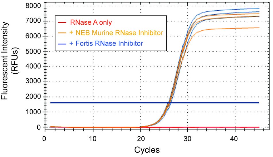 Graph depicting Fortis Life Science’s RNase Inhibitor restores amplification in the presence of RNase A and demonstrates equivalency to Competitor X’s Murine RNase Inhibitor.