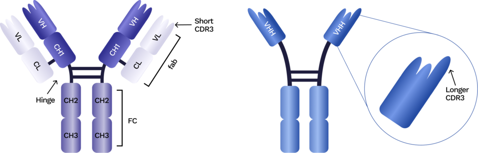 Comparison diagram showing a conventional antibody structure versus a VHH antibody, highlighting differences in CDR3 length.