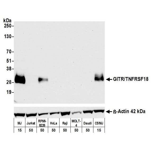 Western blot showing GITR/TNFRSF18 expression in multiple cell lines with β-Actin used as loading control.